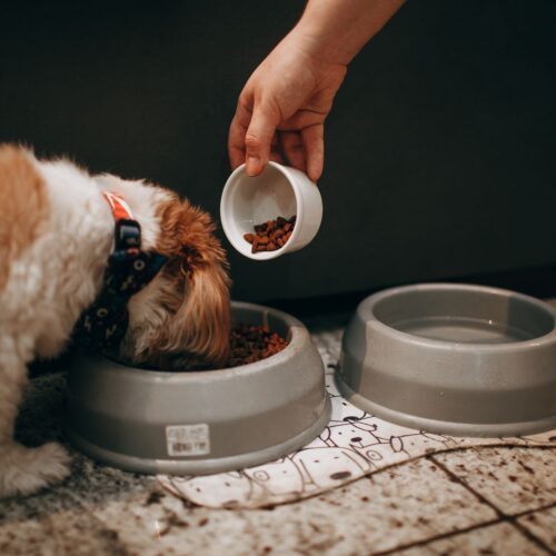 Markteintritt & PR für Butternut Box – Gesundes, frisches Hundefutter