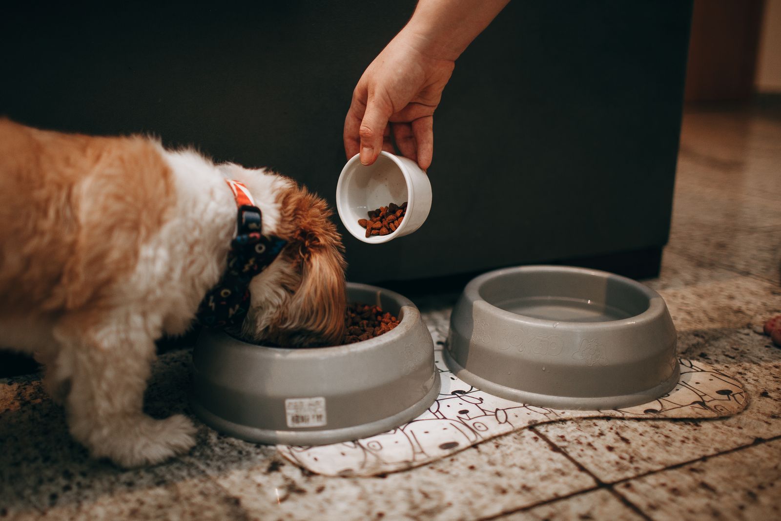 Markteintritt & PR für Butternut Box – Gesundes, frisches Hundefutter